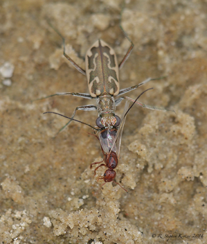 Ellipsoptera cuprascens